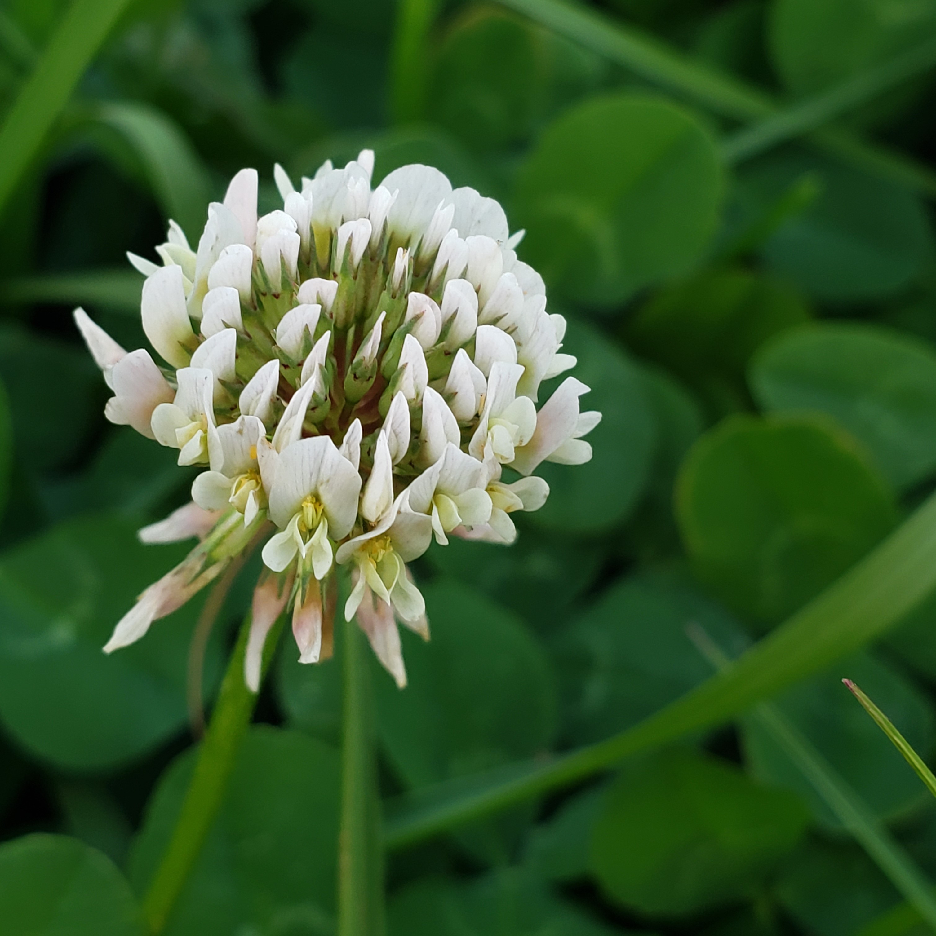 Picture of Trifolium repens